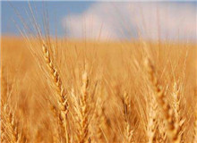 思芒學社｜重建“文學”意義的未竟之業(yè)時隔近30年，伊格爾頓又在耶魯大學出版社推出了《文學事件》一書……[詳細]