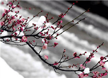 惠忠庵讀書夜｜活在珍貴的人間：一次關于詩歌的細讀“好像有樹葉在門前燃燒，而抱回的柴禾里有水珠滴落……”[詳細]