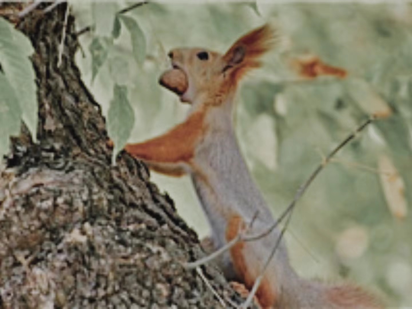 【輯一】南部山區(qū)：核桃林卸了重負(fù)，松鼠用尾巴戰(zhàn)斗你何時(shí)到南山來/我想請你指揮一個(gè)漫山遍野的樂隊(duì)/在這里寫詩，寫壞了也值[詳細(xì)]