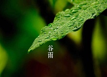 《谷雨》過(guò)了清明，就是谷雨。村莊里，田野里，村路上，草木間，人家的院落里，人們的臉上，到處都是春天的閑意思了。[詳細(xì)]
