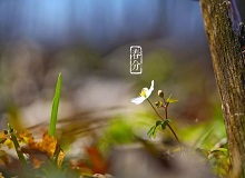 《春分》春分了，天氣漸漸暖起來(lái)。草木萬(wàn)物都生發(fā)了，空氣里里濕漉漉甜絲絲的，有一股子好聞的泥土腥味兒。[詳細(xì)]