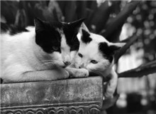 葉彌手記　　真正的解放是認(rèn)識(shí)到自身的能力有多少，并且接受。一個(gè)人接受了自己，就自由了。[詳細(xì)]