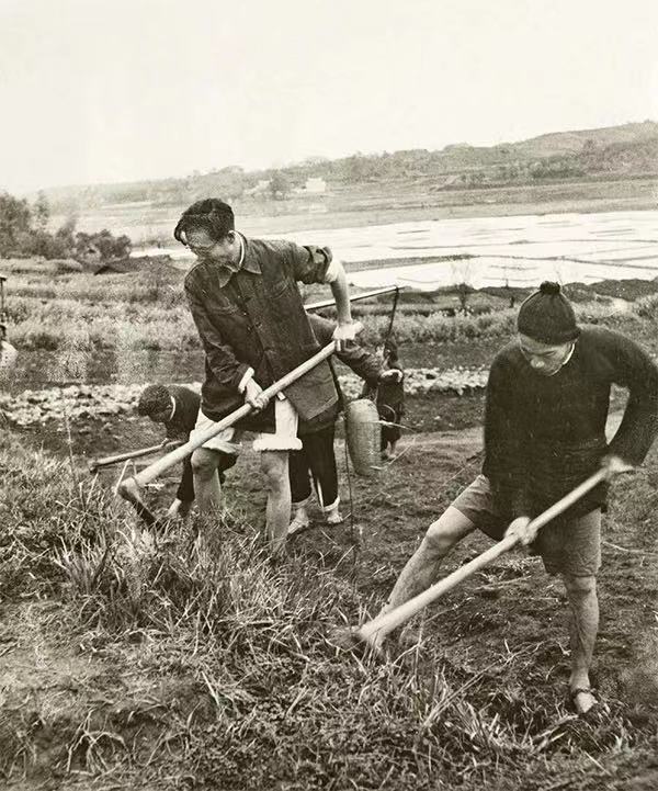 圖為周立波在清溪村與鄉(xiāng)親們一起勞作。 中國(guó)作協(xié)供圖