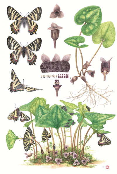 　博物繪畫《中華虎鳳蝶和杜衡》，作者李聰穎。 　　《博物》雜志供圖