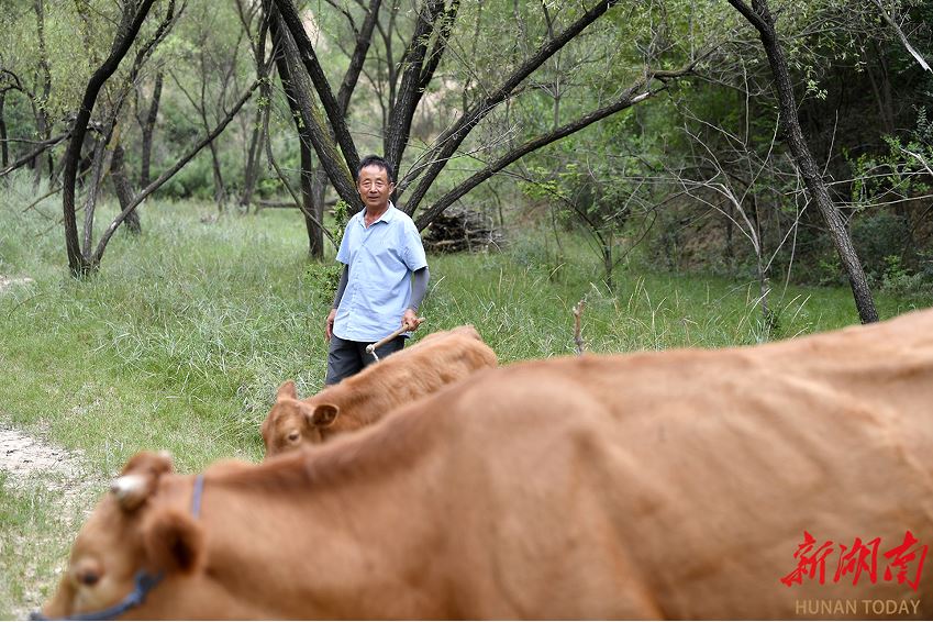 延川縣大禹街道馬家店村監(jiān)委會主任馬衛(wèi)軍在山上放牛。