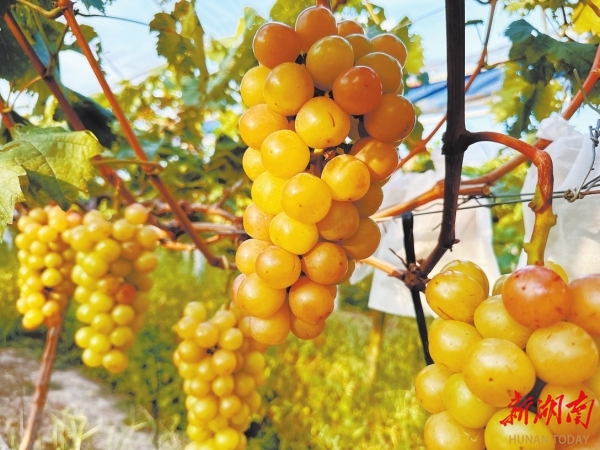 漫水村葡萄園碩果累累。