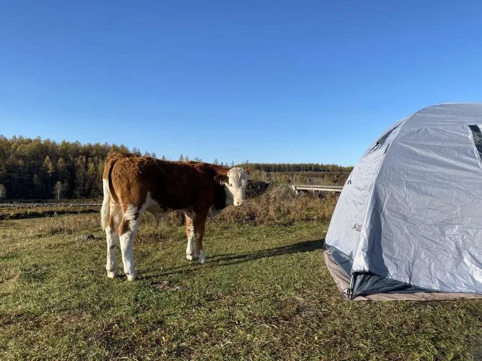 不凍河岸邊的小牛。會動的活人比帳篷中的未知更令它好奇，人類卻相反。
