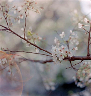 “國色”，視覺的盛宴