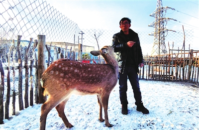 羊正與小梅花鹿玩耍。 程煜 攝