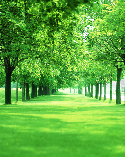 葉梅：顯后村的四棵樹(shù)